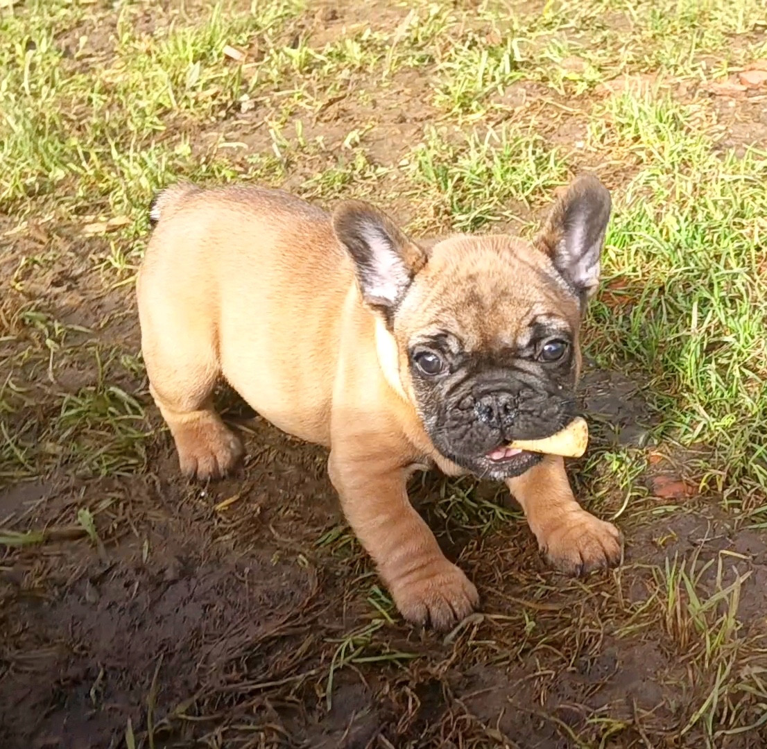 Des Ptits Boulis - Chiots disponibles - Bouledogue français